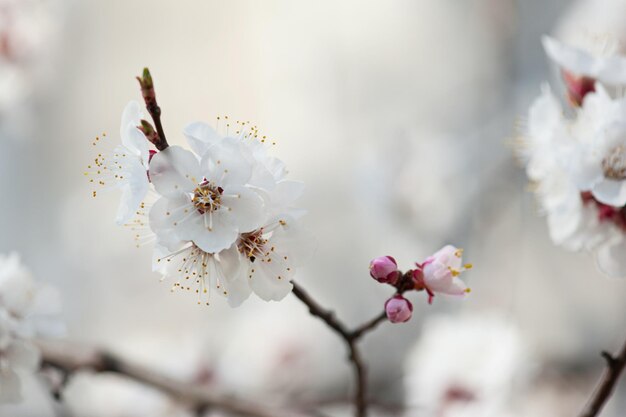 アプリコットの木の花