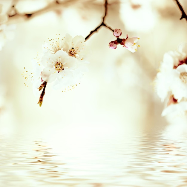 Apricot tree flower