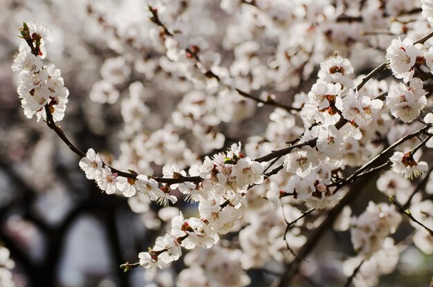 アプリコットの木の花