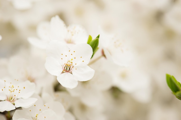 アプリコットの木の花