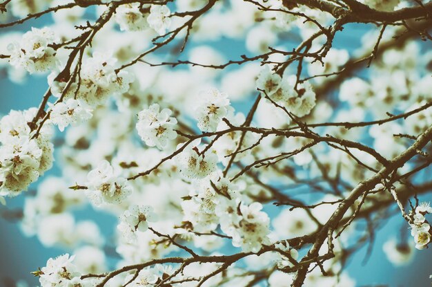 Apricot tree flower