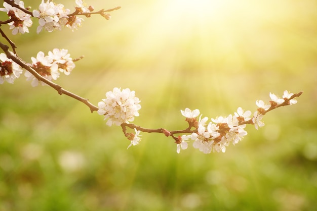 アプリコットの木の花