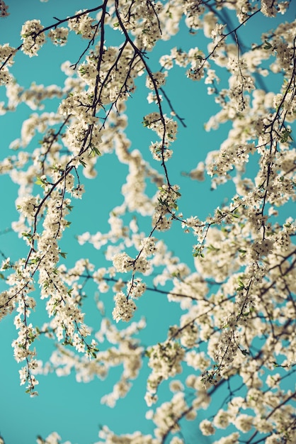 Apricot tree flower