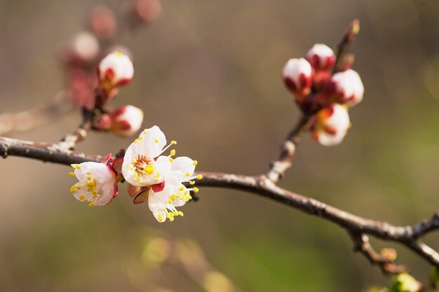 アプリコットの木の花