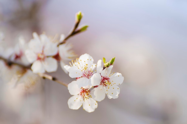 アプリコットの木の花