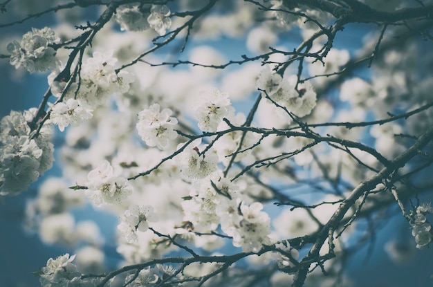 Apricot tree flower