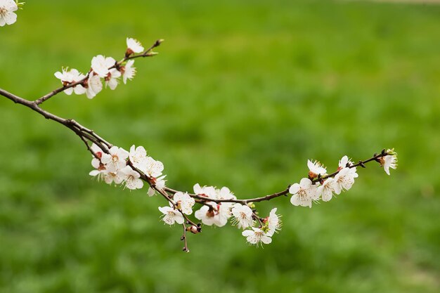 Apricot tree flower