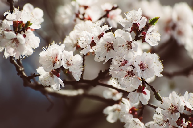 アプリコットの木の花