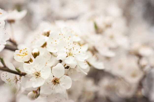 アプリコットの木の花