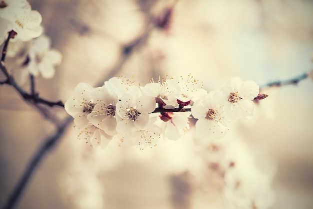 Apricot tree flower