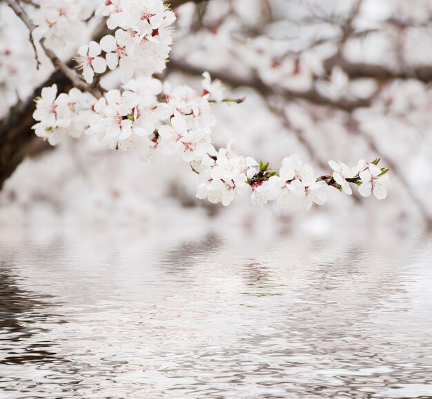 アプリコットの木の花