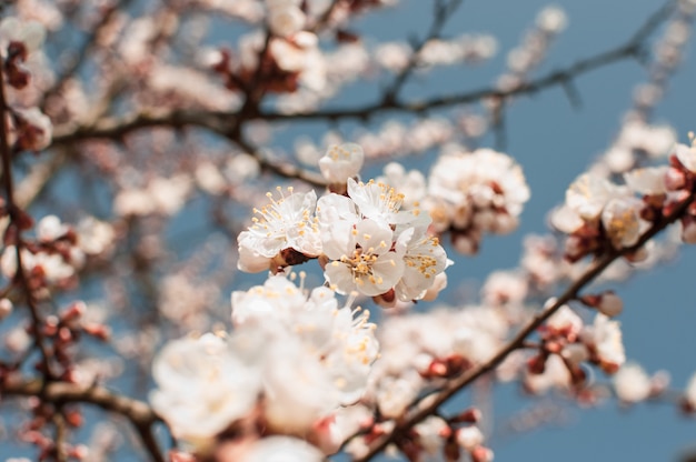 소프트 포커스와 살구 나무 꽃입니다. 나뭇 가지에 하얀 봄 꽃입니다.