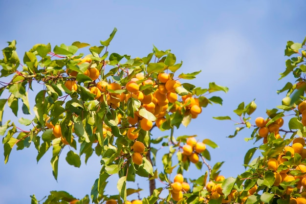 Apricot tree