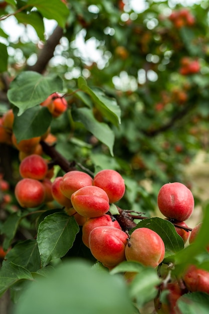 Apricot trees in orchard organic fruits produce