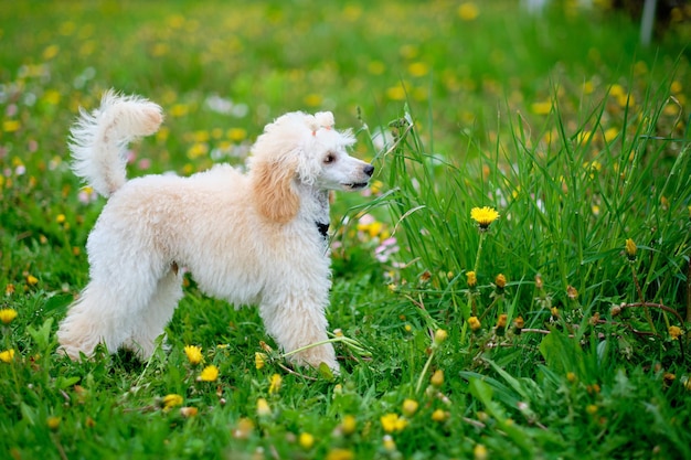 アプリコット色のプードルの子犬はタンポポの間で草の上で遊ぶ