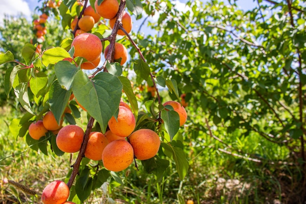 Абрикосы. Концепция сельского хозяйства и сбора урожая. Плоды абрикоса в саду.