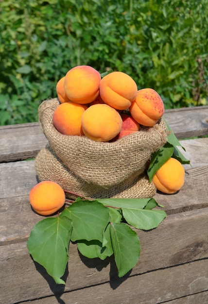 Apricots in bag