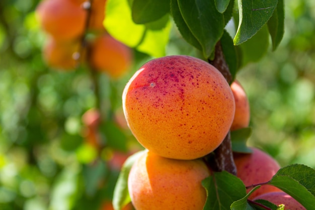 Apricots hanging on tree branches. Agriculture and harvesting concept.