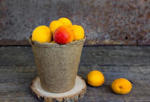 Apricots in a pot