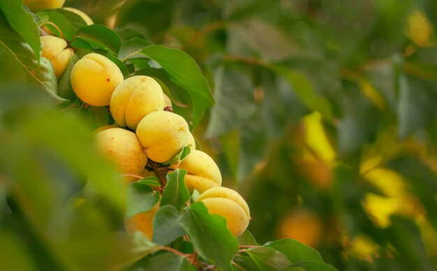 Apricots on tree branch summer fruit harvest natural background selective focus