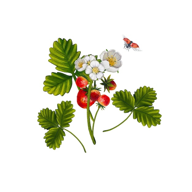 Aquarel aardbeienstruik met bessen en bloemen met een lieveheersbeestje op een witte achtergrond Illustratie van voedsel Berry samenstelling is geschikt voor het verpakken van ansichtkaarten etiketten patronen achtergronden