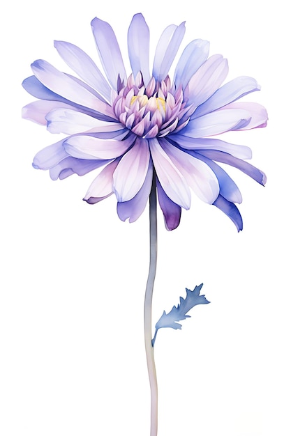 Aquarel aster bloem illustratie met levendige kleurenschema olieverf penseel bloem