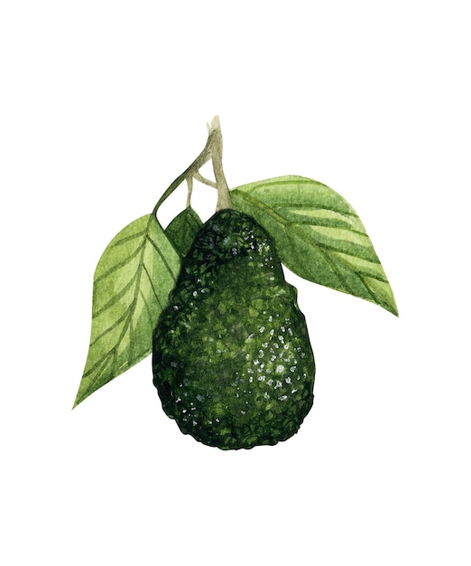 Aquarel avocado