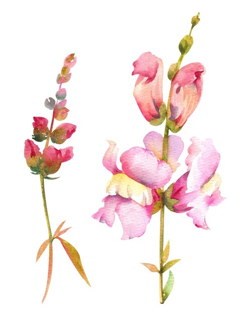 Aquarel bloemen leeuwenbek roze en bordeaux op een witte achtergrond