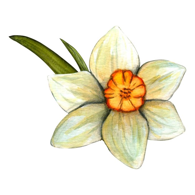 Aquarel bloemen narcis Lente hand getekende illustratie op witte achtergrond voor decor Pasen clipart