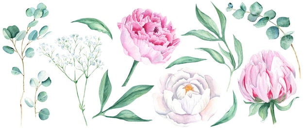 Aquarel bloemen set geïsoleerd op witte achtergrond witte en roze pioenrozen groene bladeren eucalyptus