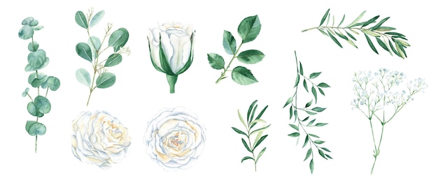 Aquarel bloemen set geïsoleerd op witte achtergrond witte rosese en groene bladeren en twijgen voor boeketten kransen bruiloft verjaardag verjaardagskaarten ontwerp