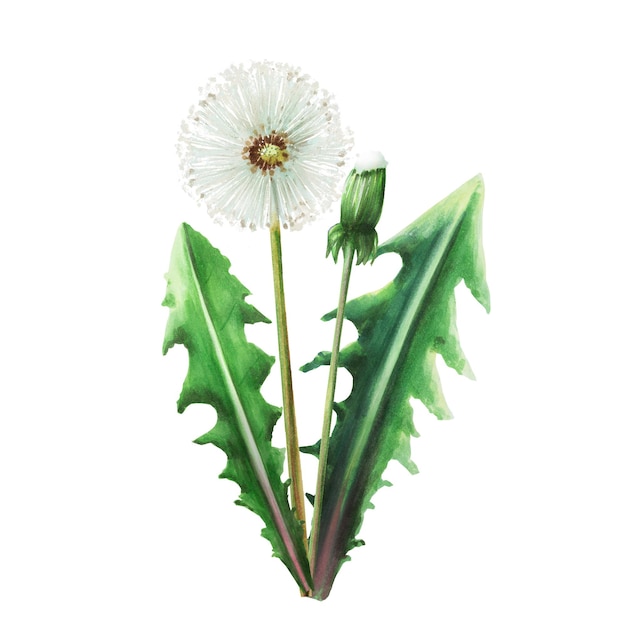 Aquarel boeket van paardebloemen bloemen en groene bladeren Hand schilderij clipart botanische weide ziek