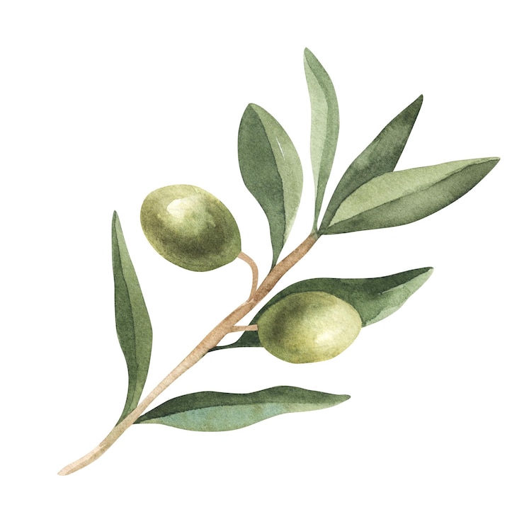 Foto aquarel botanische illustratie met groene olijftak