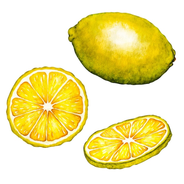 Aquarel botanische illustratie van citroenboomtak met fruit en bloemen op witte achtergrond voor ontwerp