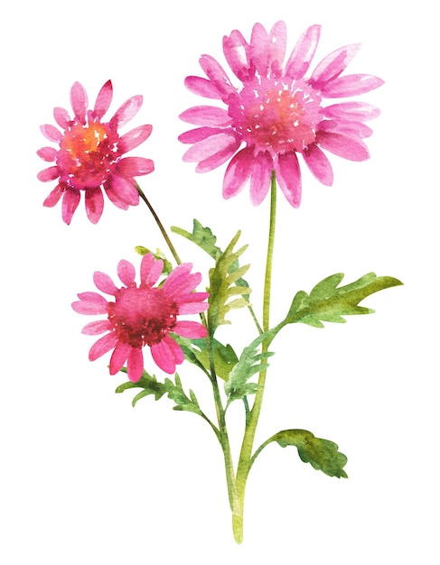 Aquarel chrysant bloemen Boeket van roze chrysanten met bladeren op een witte achtergrond