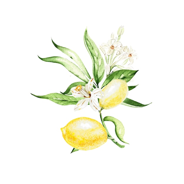 Aquarel citroenfruit met bladeren en bloemen op witte achtergrond