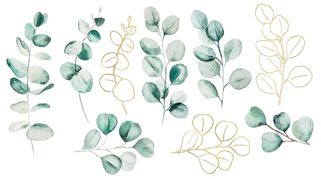Aquarel eucaliptus bladeren instellen afbeelding. Elementen voor briefpapier, uitnodigingen, wenskaarten, logo's, patronen, stickers