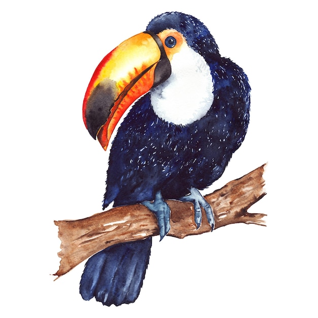 Aquarel exotische tropische dieren vogel toekan zittend op tak geïsoleerd