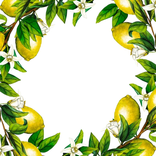Aquarel frame citroenboomtak met bloemen geïsoleerd op witte achtergrond Handgetekende botanische illustratie van gele citrusvruchten Clipart-objecten voor ontwerp