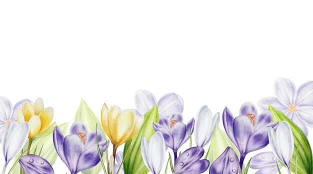 Aquarel frame met gele paarse en witte bloeiende krokusbloemen geïsoleerd op witte achtergrond S