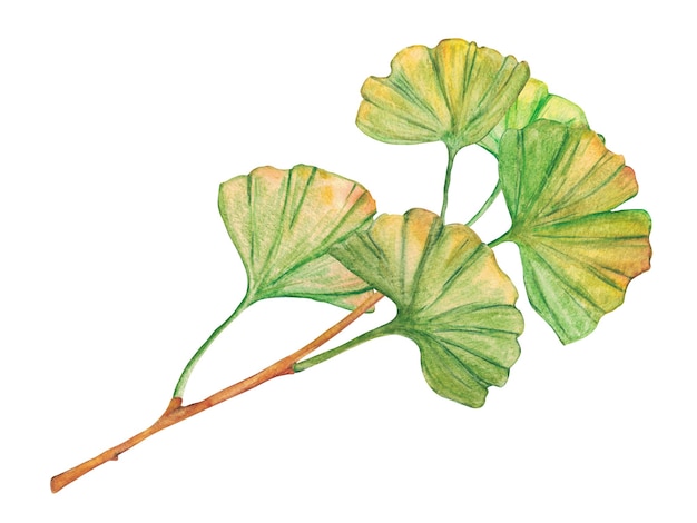 Aquarel ginkgo bladeren geïsoleerd op witte achtergrond