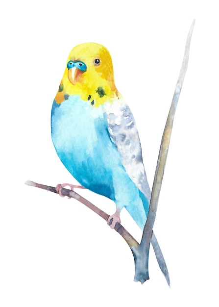 Aquarel golvende papegaaien Grasparkieten op een witte achtergrond Vogels illustratie