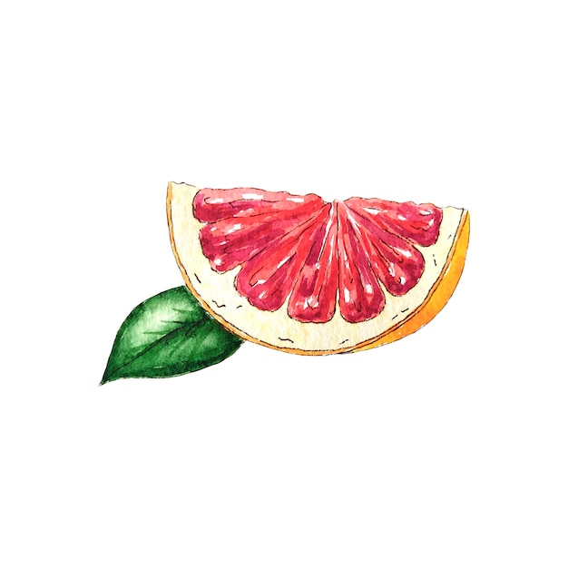 Aquarel grapefruit segment met blad. rode aquarel oranje