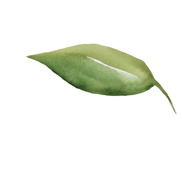 Aquarel groene blad geïsoleerde illustratie botanisch of bosbruiloftselement