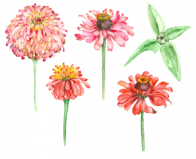 Aquarel hand getekend Zinnia