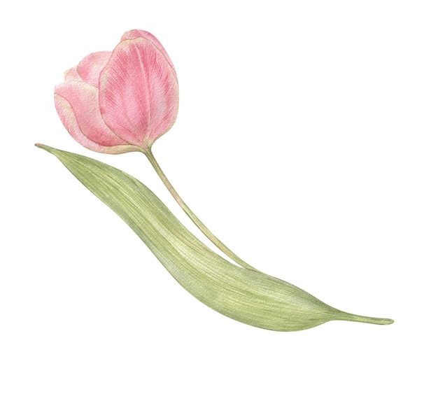 Aquarel hand getekende bloem tulp in vintage stijl lente botanische illustratie geïsoleerd