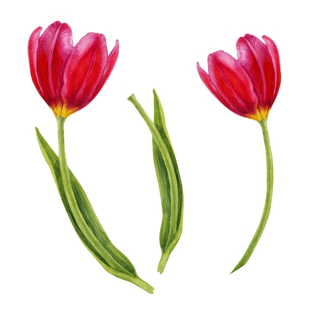 Aquarel hand getekende bloemenillustraties van felroze tulpen