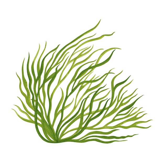 Aquarel hand getekende groene zeewier kelp bladeren op witte achtergrond