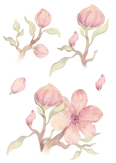 Aquarel hand getekende illustratie roze bloesem kersen bloemen tak geïsoleerd op een witte achtergrond