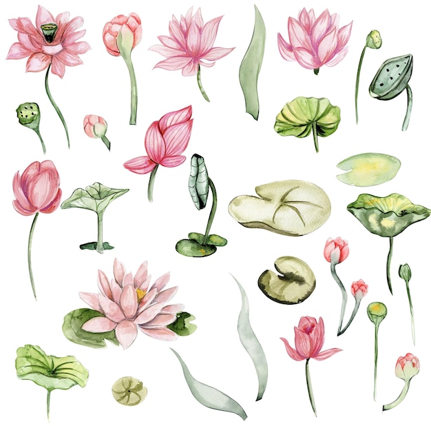 Aquarel hand getrokken waterlelies Aquarel botanische illustratie